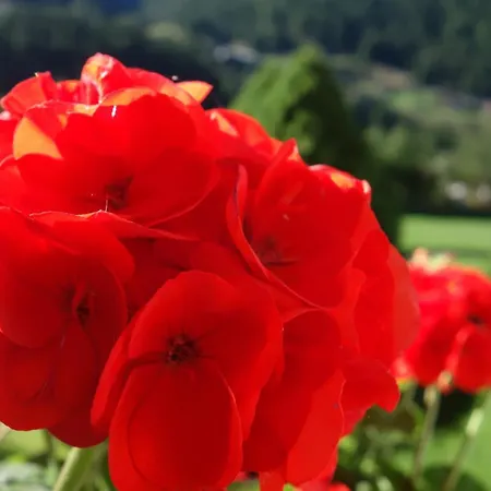 Gruener Fidelis 아파트 솔덴